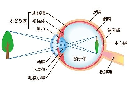 目の仕組み