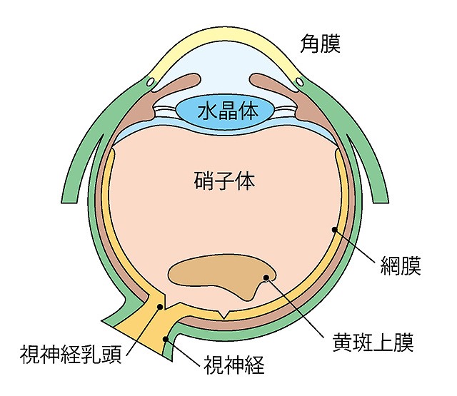 黄班前膜